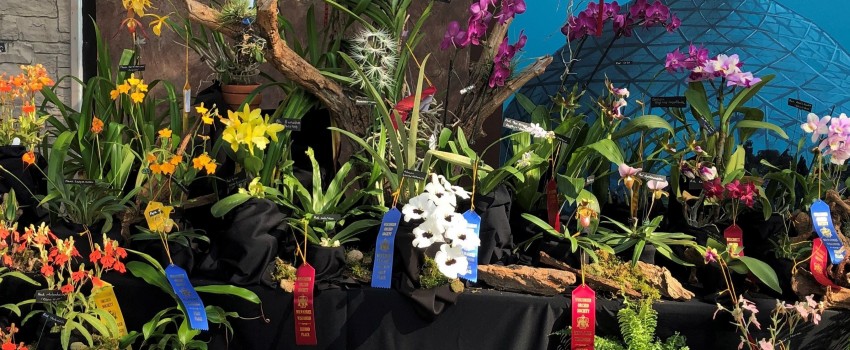 Illinois Orchid Society Meetings & Shows (Jun 2023), Cook County ...