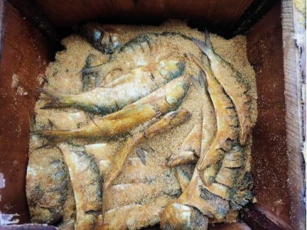 Dry Ilish, SUPER DRY DAY SALE