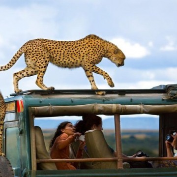 3 Days Kenya Safaris - Migration Experience  Masai Mara Game Reserve 