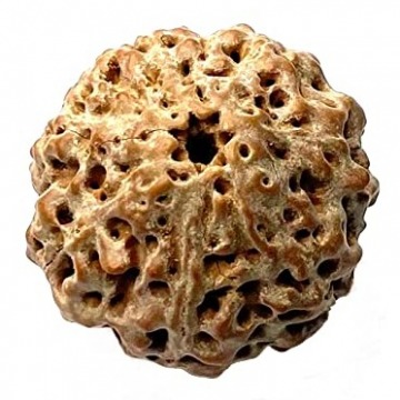 7 Mukhi Rudraksha | Seven Mukhi Rudraksha Price