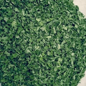 Moringa Dry Leaves