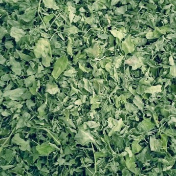 Moringa Dry Leaves