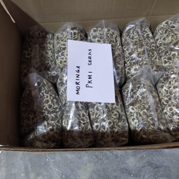 Moringa PKM1 Seeds