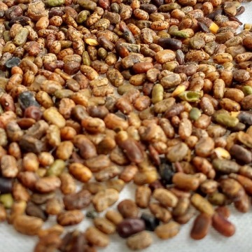 Tephrosia Purpurea Seeds / Sarphonka /WIld Indigo 