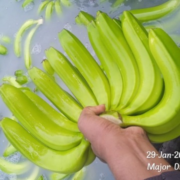 Fresh Indian Banana 